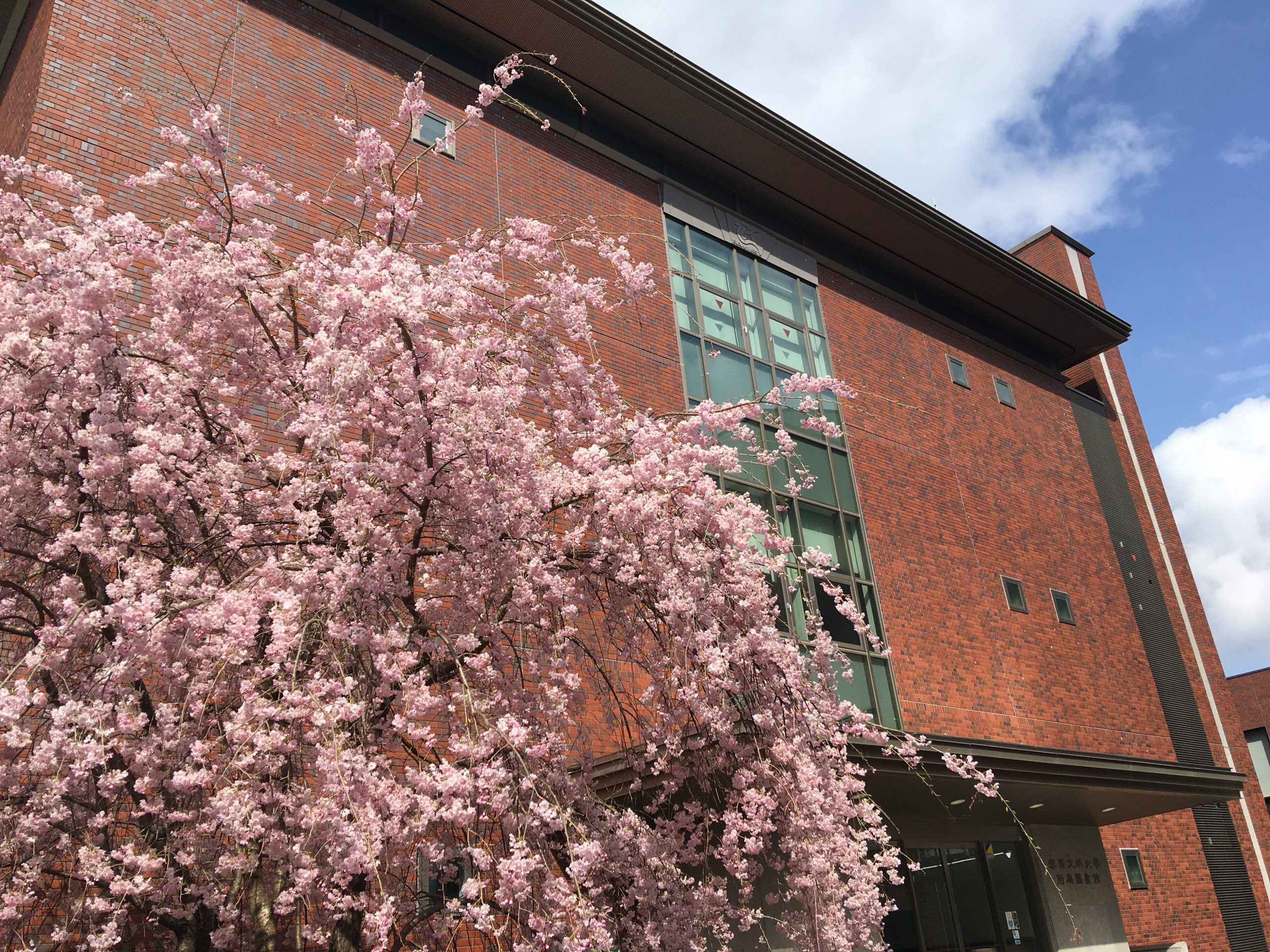 図書館と桜