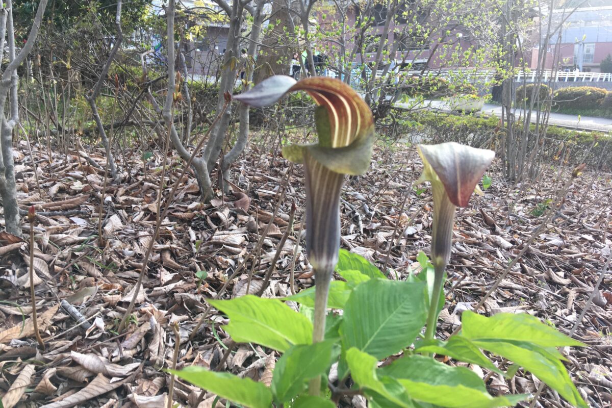 テンナンショウのなかま